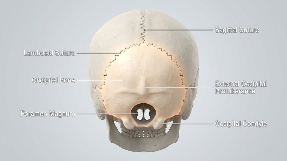 Occipital Bone Quiz: Questions, Answers & Practice Quiz