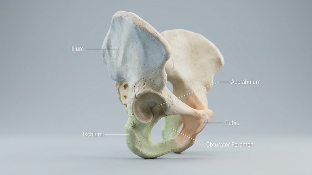 Os Coxae Quiz: Questions, Answers & Practice Quiz
